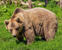 camping with bears