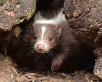 family camping and skunks