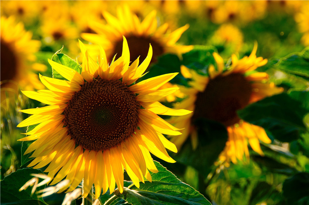 wild flowers in nature